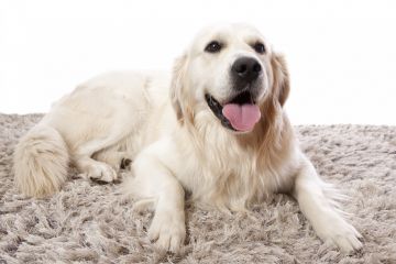 Area Rug Cleaning in Pomfret Center, CT